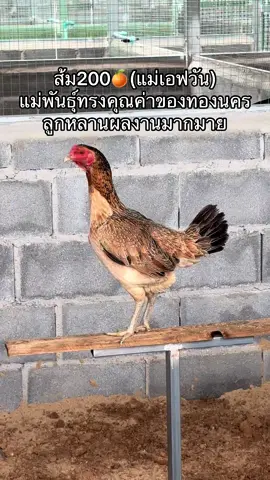 ส้ม200🍊#ทองนครฟาร์ม #ธนูทอง 
