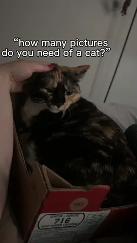 Cricket deserves the fame🥹 #cat #fyp #catsoftiktok #catlover #cricket 
