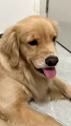 😝#dog #goldenretriever #cute 