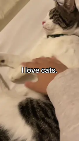 Shhh #xyzriin #fypシ゚ #xyzcba #relatable #cats #kitty