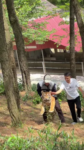 Ba sad : Con mệt chưa chưa ba mệt lắm rồi . Sơ hở là trốn ba đi chơi làm ba đuổi theo mệt bở hơi tai😄#ngao #xuhuong #xuhuongtiktok #khudulichsinhthai #khudulichsinhthai 