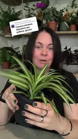 Відповідь користувачу @dy4ehmp4wgcg  Кімнатні рослини та грунтосуміші для них🌿 Пиши ХОЧУ АСОРТИМЕНТ і ми невдовзі зв'яжемось з тобою💚💜