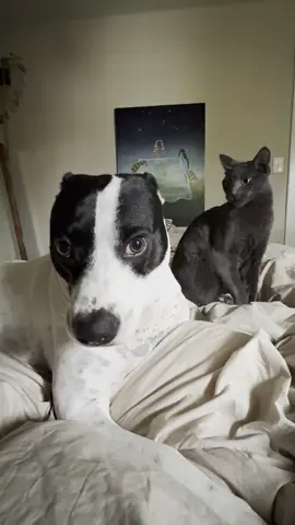 Anyone else’s dog and cat act like this? 