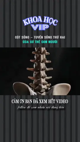 CỘT SỐNG - TUYẾN SỐNG THỨ HAI CỦA CƠ THỂ CON NGƯỜI #xh #khoahoc #LearnOnTikTok #khoahocvip #stitch #xhtiktok #khampha 