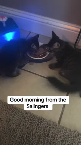 Morning at the house. Life is crazy for sure. #patreon #caregiver #fyp #wife #auntie #journey #woman #family #mom #foryoupage #happiness #animals #girls @DanielleSalingerbookpageTYHI @Danielle Behar Salin🏎️ @mrsdsalnorcal4🏎️ @Dan Salinger @mrsdsalnorcal2🏎️ 