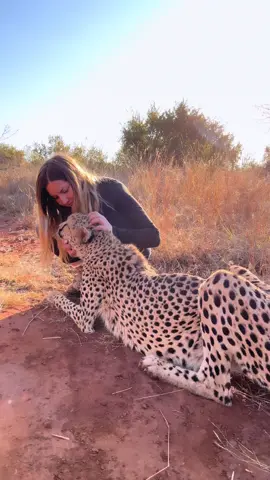 Unconditional love 💖 #cheetah #wildlife #fyp 
