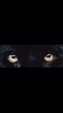 🐆#leopard#panther#eyes#feline#moodboard#aesthetic#viral#fyp#creatorsearchinsights