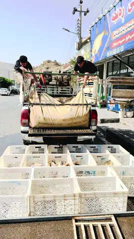 #دهوك #دوکان #زاخو #کوردستان #سلێمانی #سوريا_تركيا_العراق_السعودية_الكويت #مشاهدات #سمك #اكسبلور #هاشتاق #ئەکتیڤبن🥀🖤ـہہـ٨ــہ #عراق 