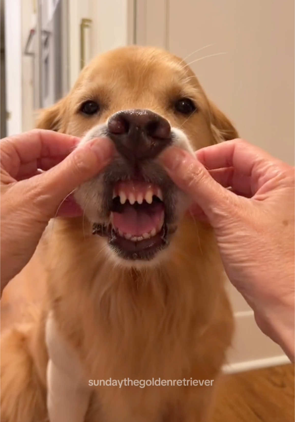 On Grrrrrrr 🐯 #goldenretrieversoftiktokforyou #dogsoftiktok #trend 