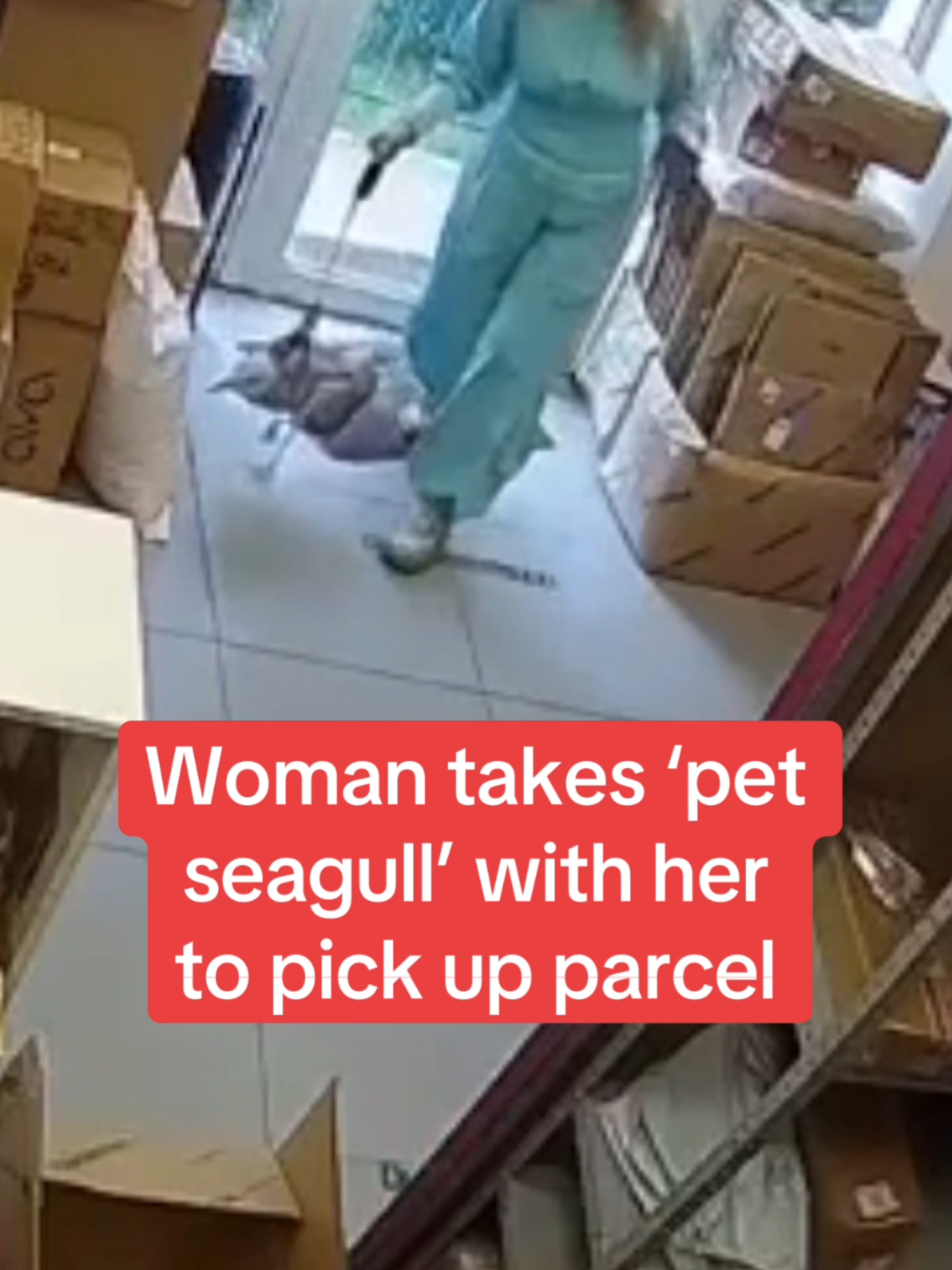 Woman brings 'pet seagull' to collect parcel