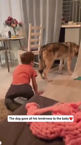 The dog gave all his tenderness to the baby❤️#dog #Love #baby #fyp #dogtiktok 