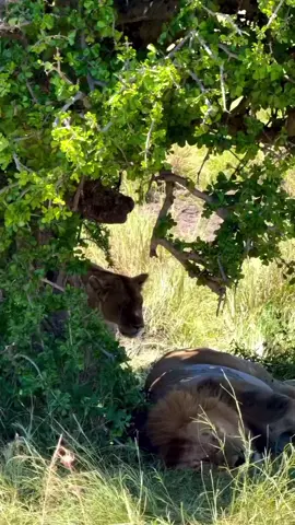 Moments between King Oloshipa/Orpadan and Rongai Queen Nala, who have shared tenderness between them from time to time. These moments are nothing short of breathtaking. ❤️ Nala (F2), born in 2014 as a daughter of the legendary Four Musketeers, shares her lineage with her two sisters, Bearface and Natira. She is the proud mother of the Rongai Rockers, Olonkera and Olubi, a fierce queen and a loving mother who does best for her pride. It is always special when they share such amazing connections. ❤️👑 📽️ Credits - Olo.bross / prashant wagh / shahrzadventures via Instagram #Oloshipa #Orpadan #rongai #BRB #Blackrockbrothers #wildlife #masaimara #Lion #King #Queen #lionking #lionvideo #lionlove #foryoupage #fyp