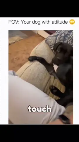 Get ready to laugh because these dogs never miss 🐶😂 #DogFunnies #PupJoy 