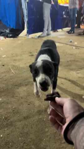 Os humanos não merecem os animais … 