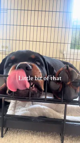 This is your sign 🐶 #rottie #newpuppy #rottiepuppy #puppytiktok 