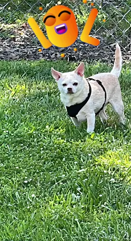 #liveyourbestlife💙💙💙💙 #movingintherightdirection🙏🙌💯💰👛👑👠💋💪💕 #hahahahaha #chihuahuastiktok 