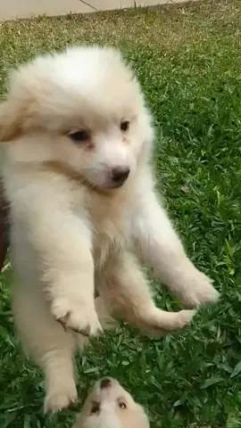 we back like we never left we got the best pomerenians in the game ain't no competition  at an affordable price U get to go with Ur K9 today#DogTraining #doglover #pet #PetsOfTikTok #pets #k9training #kisumutiktoker #nairobitiktokers #dogsoftiktokviral #fyp #foryoupage #pets #dog #dogstagram #dogtok #doglove #pomerenian #mombasa #kisii #kisumu #kenyantiktok🇰🇪 #kenyan  #kenyantiktokers #xybca #xyzbcafypシ #fypシ゚ #cutedog #cutedogsoftiktok #japanese #explore #pom #doggyanthem #doggylover #southafrica #dogmom #kisumutiktoker #kisumu #kitaletiktoker #mombasa #mombasatiktokers #doubleexposure #fypシ゚ #reels #tikt #pets 