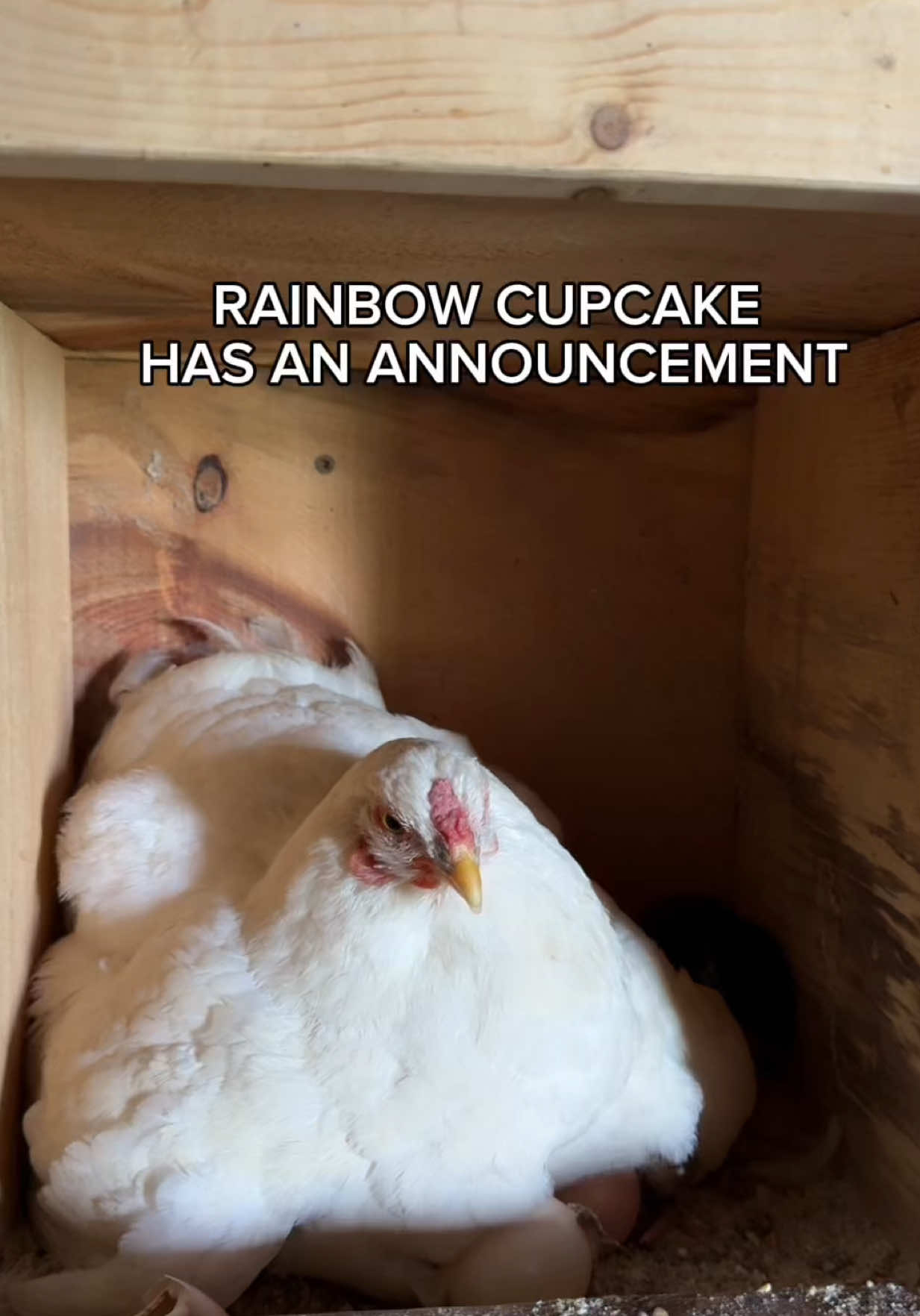STOP WHAT YOU’RE DOING THIS IS V IMPORTANT #rainbowcupcake #chickensoftiktok  