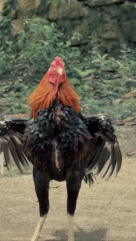 ganteng nyoo🔥#ayam #ayambangkokindinesia #fyp 