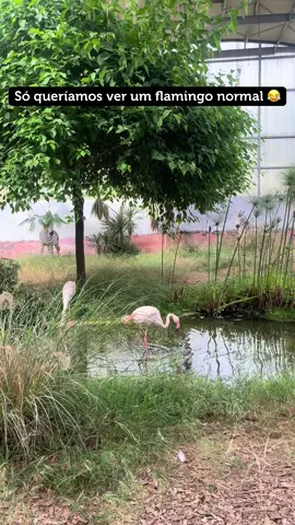 Tadinho do Flamingo 😭 #fyp #funnyanimals #fyy #paratiiii #rir #caiu #tadinho 