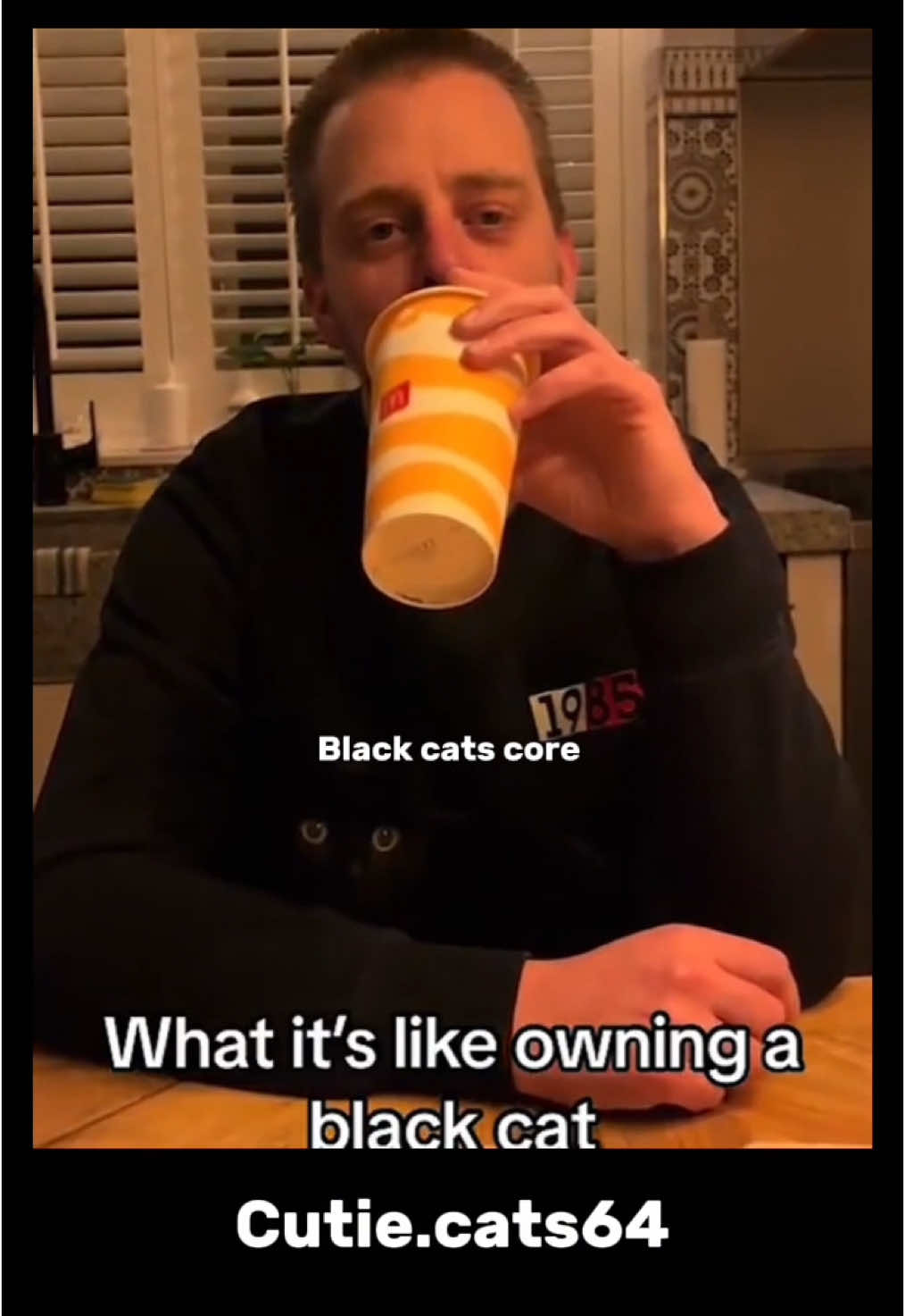 lol 😸 #chats #cats #cat #chat #pet 
