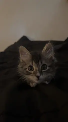 #oatmeal #kitten #kittensoftiktok #kittentok #kittenlove #fyp #fypシ #kittencat #viral #catlover #boycat 