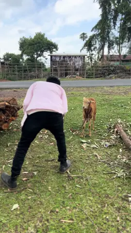 #እስከ መጨረሻው እዩት🤣🤣 . . #fyp  . #fypシ゚ 