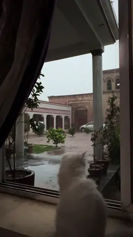 بارِش جب بھی آئے گی کوئی یاد اُٹھا لائے گی ☕️