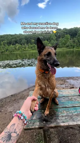 Thanks Frank 🤝 #reactivedog #dogsoftiktok 
