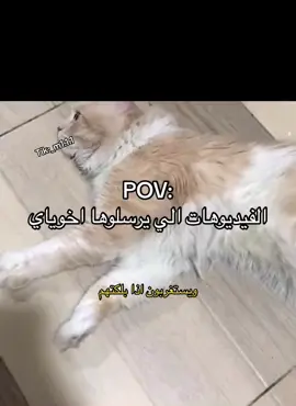 ويستغربون !#الشعب_الصيني_ماله_حل😂😂 #مالي_خلق_احط_هاشتاقات🧢 
