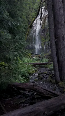 Flying gently between the trees and branches, upriver we drift toward the calming breath of Lower Proxy Falls. Where every fallen log and whispering stream sings the forest’s quiet lullaby. #calm #cinematic #nature #Outdoors #waterfall 