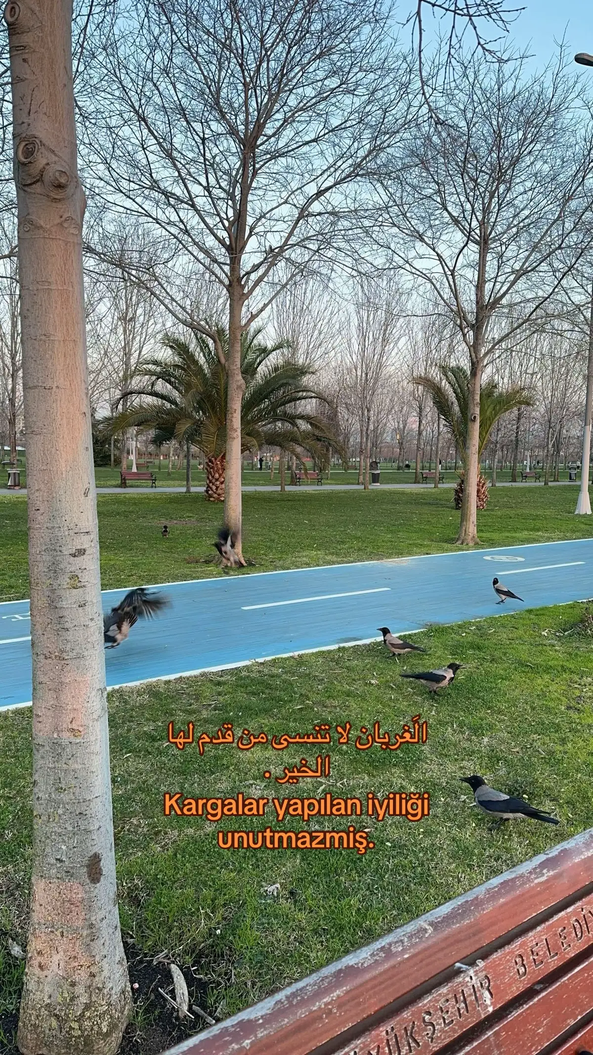 الصيف الاخير🤍  . .            .  .       #اكسبلور #explore #الصيف_الاخير #اكجون_يامور #sonyaz #الغراب #karga #الحمدلله_دائماً_وابداً💚🌧️🤲 