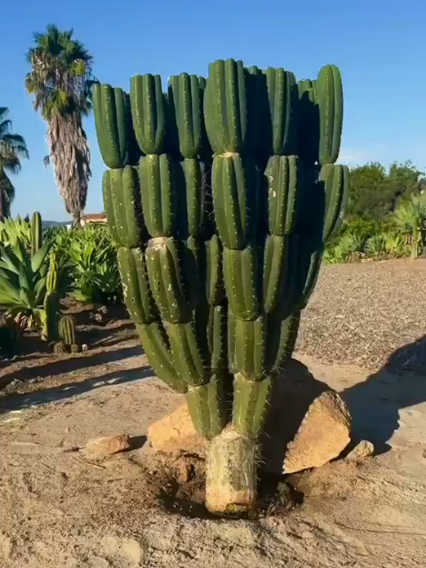 This is San Pedro cactus A tall green column of ancient power A psychedelic cactus that’s been used for thousands of years in Andean ceremonies to open the gates of perception and awaken the soul Unlike peyote which grows low and slow—San Pedro rises fast It grows like a tower of light And unlike peyote which is rare and hard to find, San Pedro is abundant It’s legal in many countries And much more accessible for those who feel the call But don’t let its availability fool you The spirit of San Pedro is just as deep Just as wild Just as holy When you prepare it—by slicing the green skin, drying it, or brewing it into a bitter tea—you’re calling forth a spirit guide The active compound, mescaline, begins its work slowly At first it’s gentle But then It rises through your body like a sunrise The high is long It can last 8 to 14 hours But it doesn’t crash down on you It lifts you up You’ll feel light Alive Your heart will open Your eyes will glow Colours deepen The earth breathes You may meet the spirits of nature Hear voices in the wind See sacred geometry written across the sky And feel… that you’re being guided San Pedro doesn’t just make you trip—it heals It softens your armour It helps you release It teaches through beauty Many say it feels like love Like the cactus is wrapping vines around your soul and showing you that everything is okay That you are okay #sanpedrocactus #cactus #nac #psychedelicresearch 