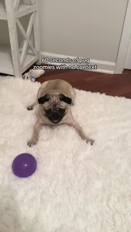 Incase you needed a smile today… enjoy some pug zoomies. Aka what Pickles does best 💨 #pug #dogsoftiktok #zoomies #pugsoftiktok 