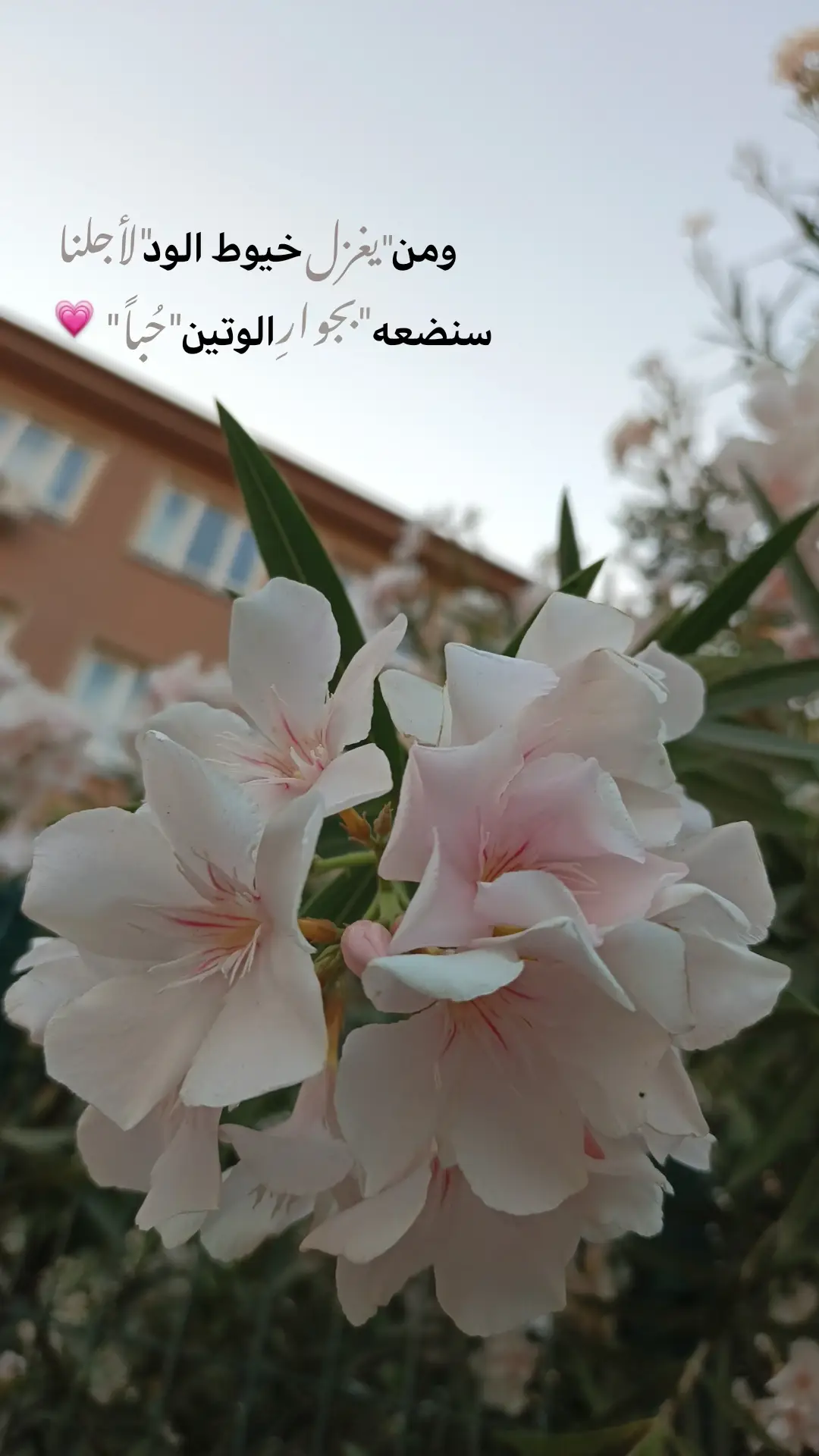 #تصويري #كتابات #اعادة_النشر🔃 #لايك__explore___ #تصميمي 