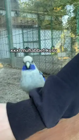 saka papagan #keşfet #öneçıkar #fypシ゚viral #fyp 