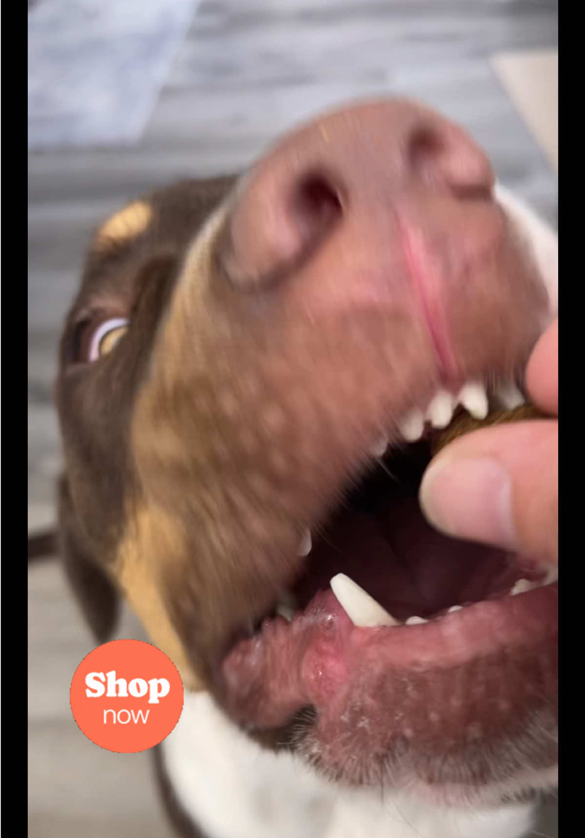 Yogi loves @HAPWAG PETS pork probiotic bites! #hapwag #hapwagprobiotic #chews #foryourdog #probiotic #postbiotics #carob #foryourpet #dogsoftiktok #yogi #yogibear #eastsidestraystory #TikTokShop #tiktokshopfinds #deals #dealsforyou #dealsforyoudays #tiktokshopdeals #tiktokshopdealsforyoudays #tiktokshopsummersale #tiktokshopsummerturnup #tiktokshopping 