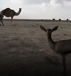 #نصيب_السكوري  #محمداللافي #بوسته  #شعراء_وذواقين_الشعر_الشعبي 