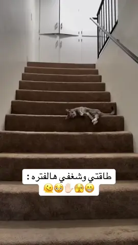 #وضعي_حاليا 