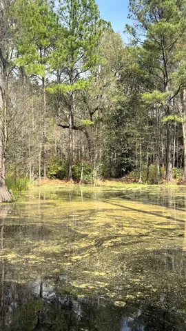 #southcarolina weekend