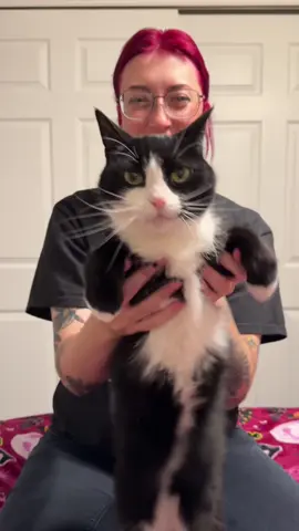 Paying respect to the ancient TikTok lore 🫡 #catdance #catsoftiktok #cattok #2phuthon 