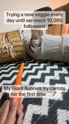 Day 2 of getting my rabbits to try different vegetables until we reach 10,000 followers! Today's veggie: Carrot 🥕  Did they love it or did they love it 😜 Comment what they should try next! . . . . . #bunny #continentalgiant #giantbunny #giantrabbit #flemishgiant #rabbitsoftiktok #bunniesoftiktok #bunnies #norman #geraldine #normanandgeraldine #cute #viral #fyp #blowthisupforme #challenge #eatyourgreens #veggiechallenge #chill #munch #dailybunny 