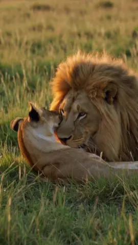 Wild hearts. Real love. 🦁❤️ #LionLove #TrueLoveInTheWild #UntamedHearts #SavannahMagic #NatureRomance #CinematicWildlife #AnimalBond #GoldenHourLove #WildTenderness# #lion #lioness #loveyou #labubu #wildanimals #animal