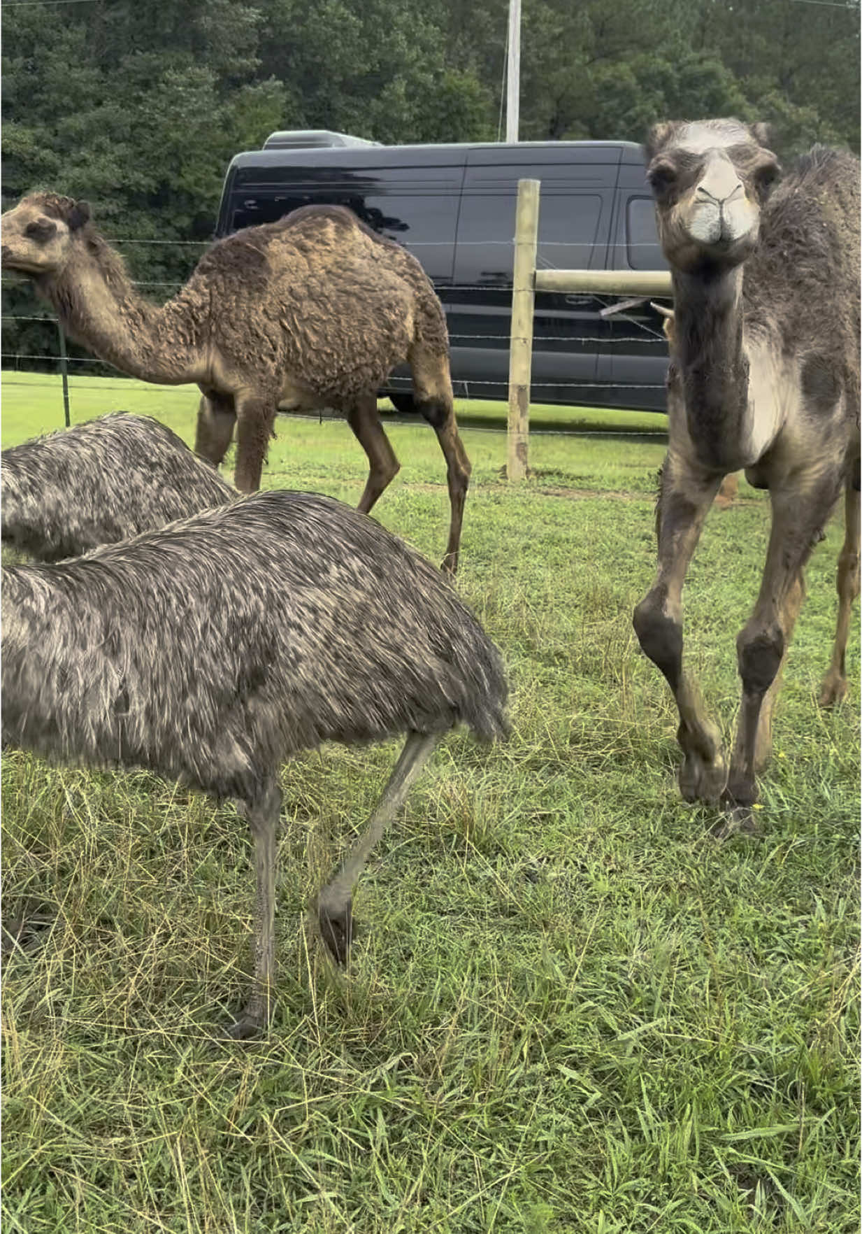 Between the monkeys and all the other animals and just farm life in general, Kevin is not going to have any jeans left🤣