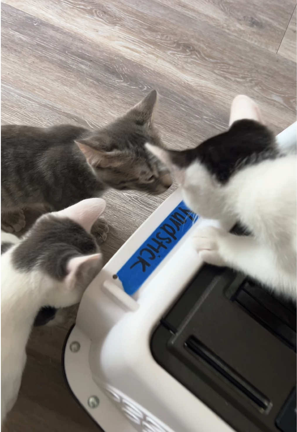 Yardstick is back home — donut & suture free! #kittens #fosters #cattok #catmom #catrescue 