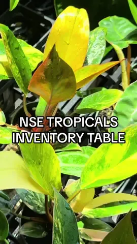 I had a chance to explore NSE Tropicals inventory table. Ended up getting one of these philodendron yellow variegated red congos in the process. What would you have picked up?  Shoutout to @Growing Detroit for making this whole thing possible #nsetropicals #plantshopping 