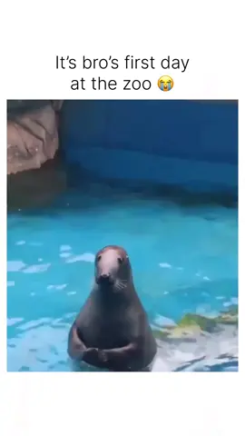 #trending #fyp #fypシ #viralvideo #viral #xyzbca #funny #animals 