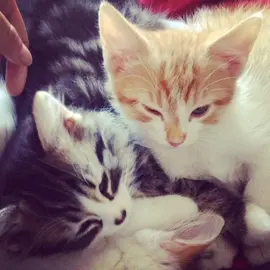 #us #cats #fypシ #yes #viral #Love 