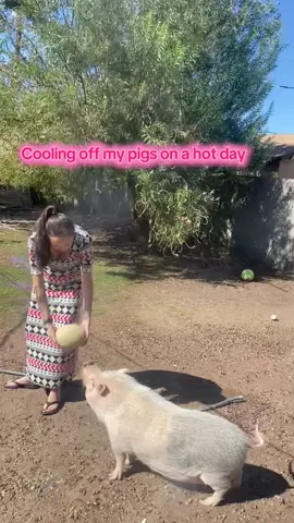 Desert living fun #pig #fyp #foryoupage #piggy 