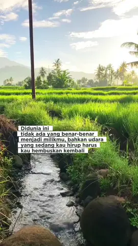 Suasana Pagi Menghirup Udara segar di Desa.. Di Pematang Sawah.. Segar.. Damai Hijau Bumi.. #motivasihidup #motivasidiri #motivasi #storytime #story #storywa 